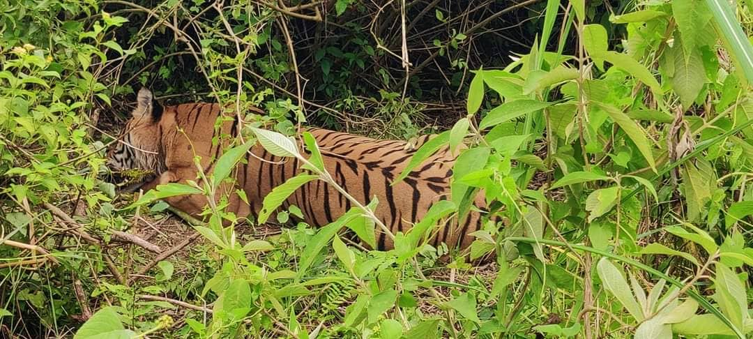 बेलौरीका स्थानीय बाघको त्रासमा